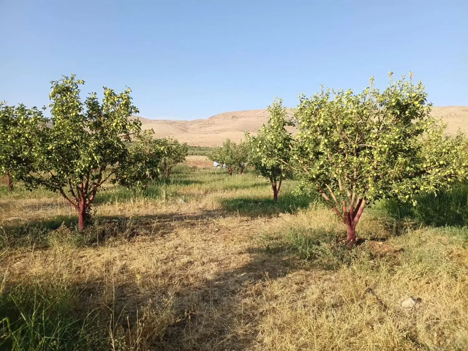 فروش باغ کاکان روستای منصورخانی