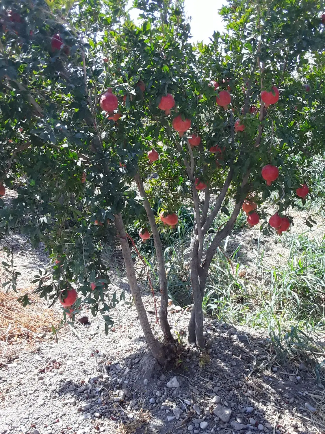 باغ سه ساله ۵کیلومتری ساوه.روستای دالستان