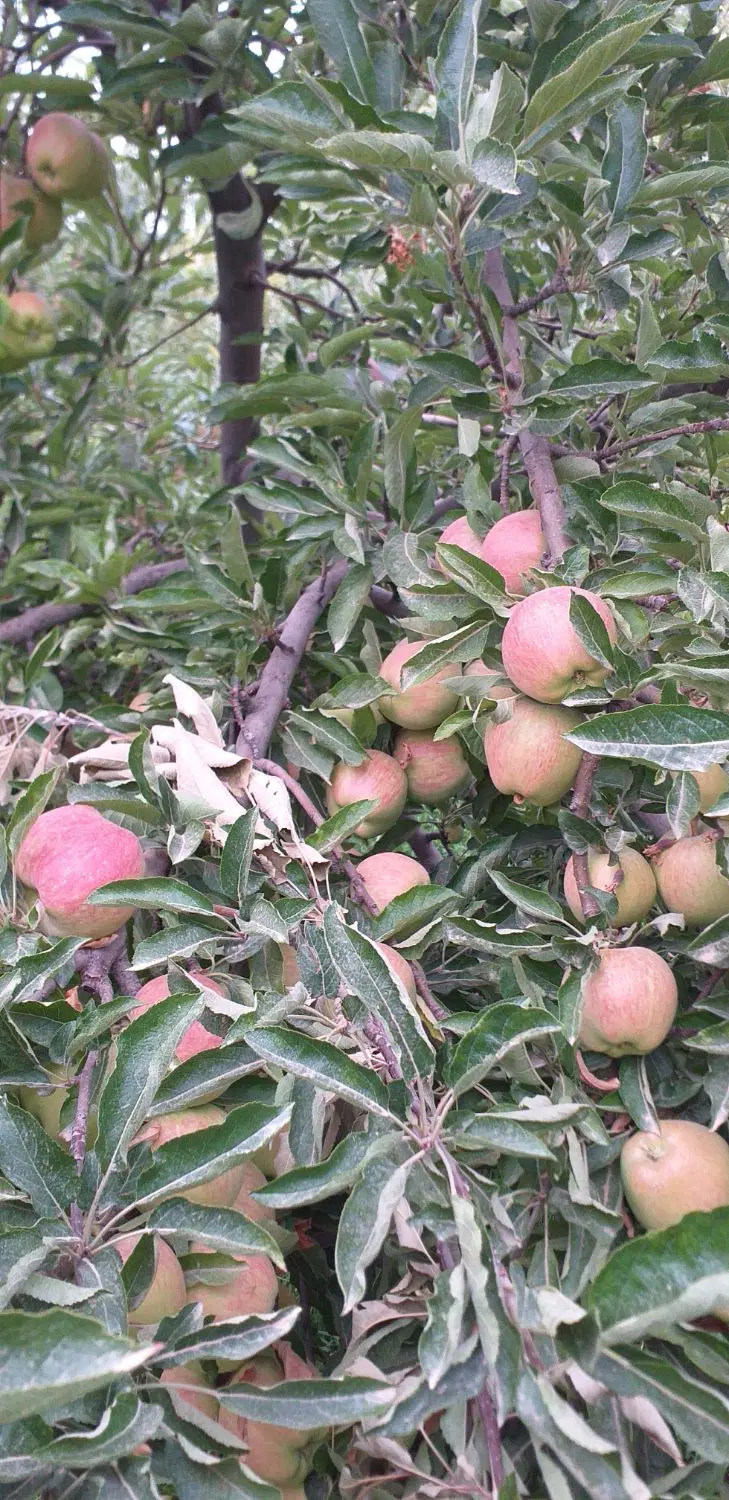 باغ گلدشت باغ سیب