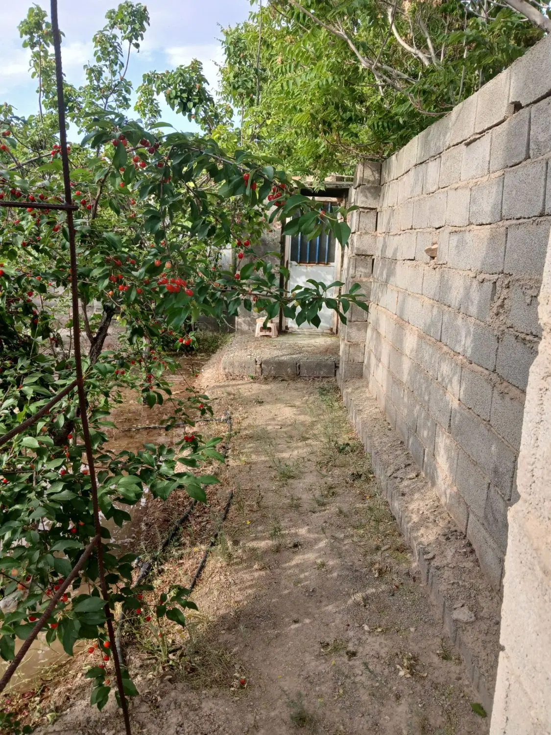 ویلا سرسبزبا آلاچیق ماهان  مخصوص دوستان زاهدانی