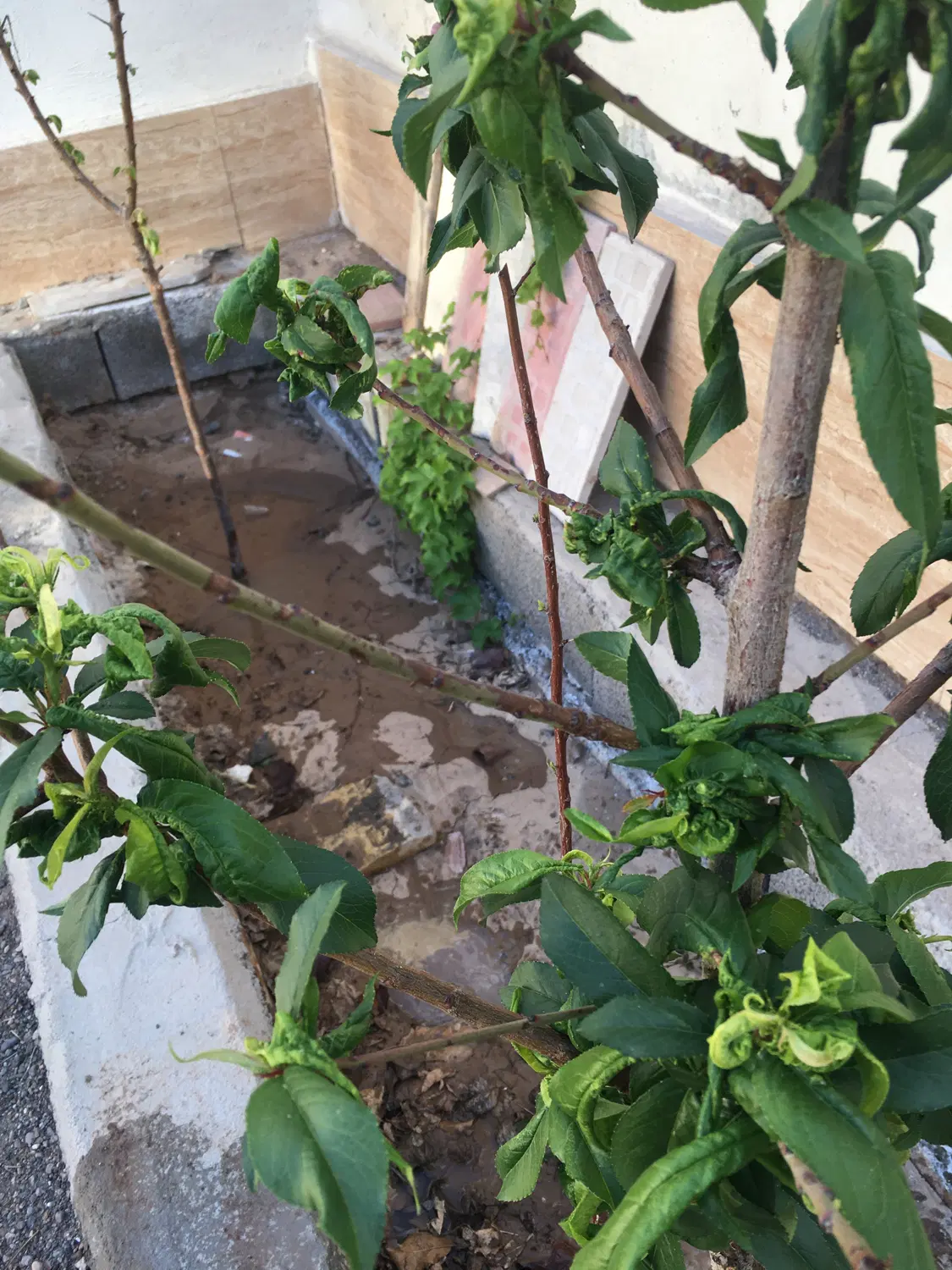 فروش گنبدی تجاری مسکونی