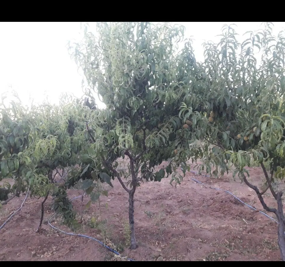 فروش زمین کشاورزی