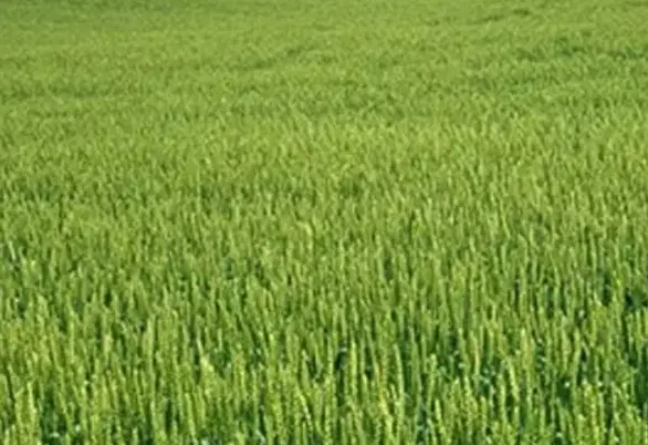 زمین کشاورزی زیر قبرستون (طاق سید)