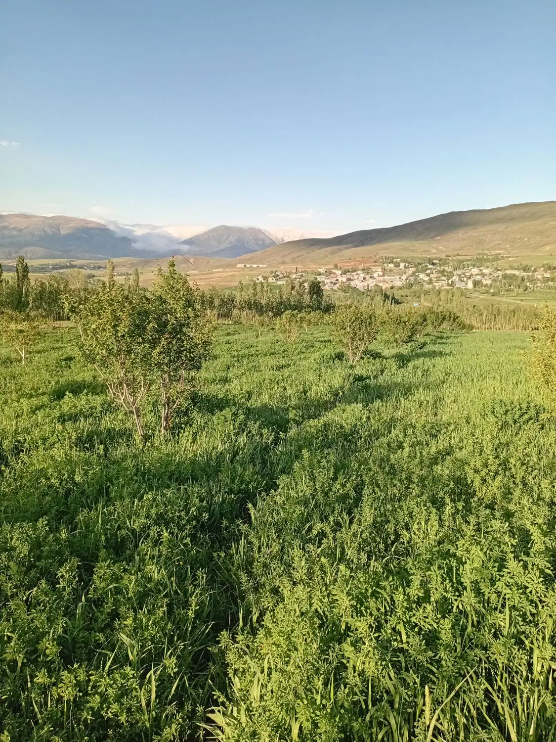 فروش باغ خلخال روستایی مزه جین