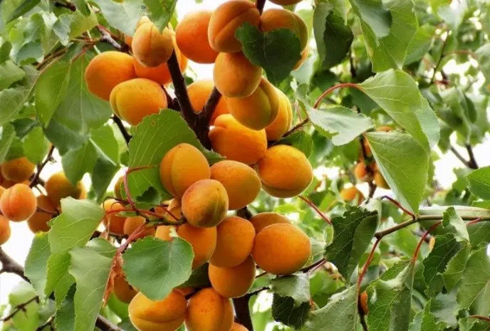 فروش باغ