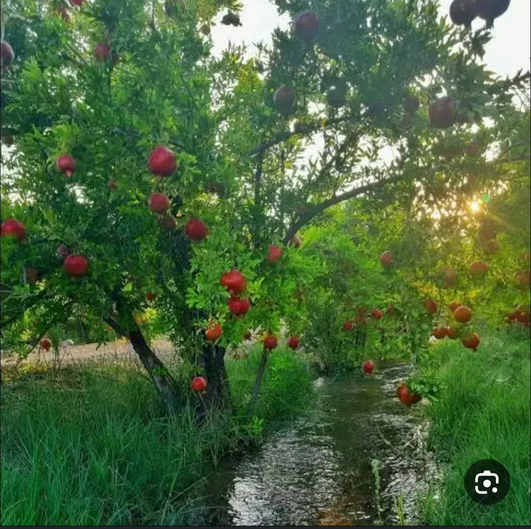 زمین در روستای نیوشت