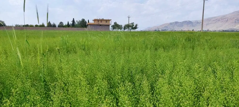 زمین جهت سرمایه گذاری
