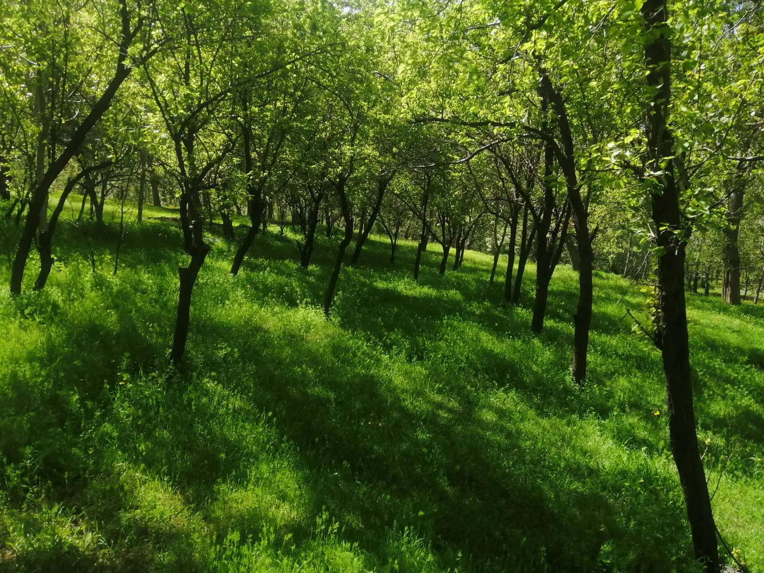 زمین باغی ،گردو،میوه