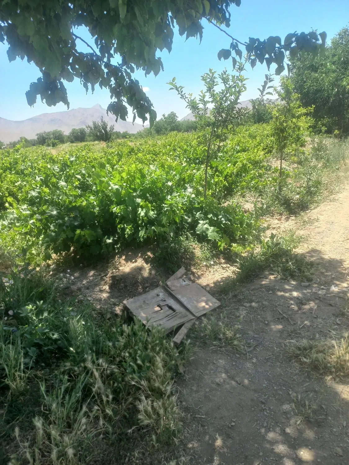 باغ انگور روستا ورچه