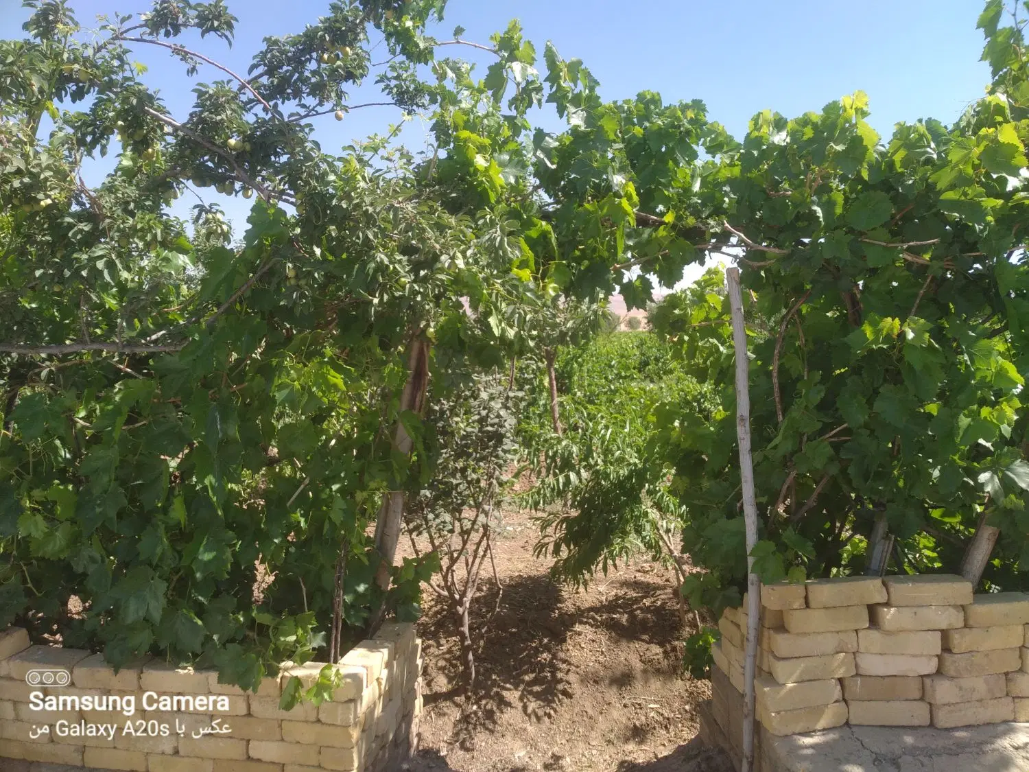 باغ انگوری و خانه ویلایی