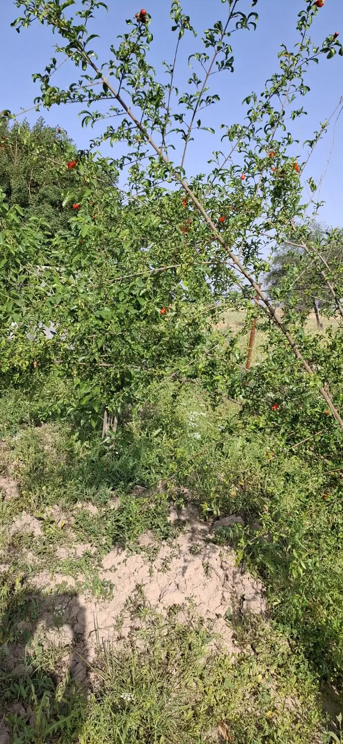 فروش باغ ویلا