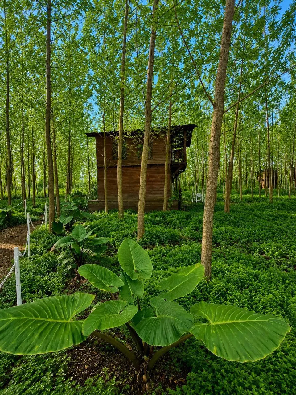 ویلا از این بهتر دیگه چی میخوای