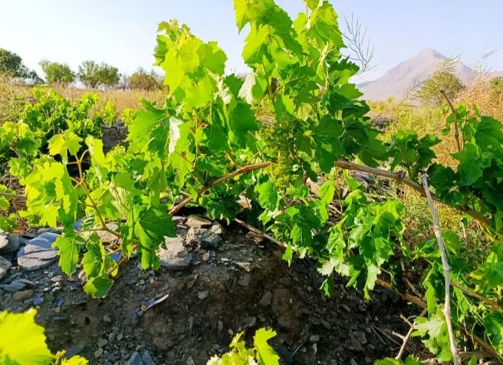 باغ انگور جاده محمود آبادبه ورچق