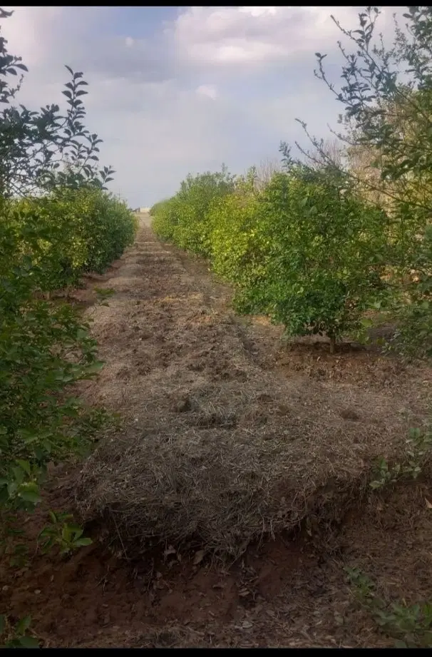 باغچه ۸۰۰متری بادرخت