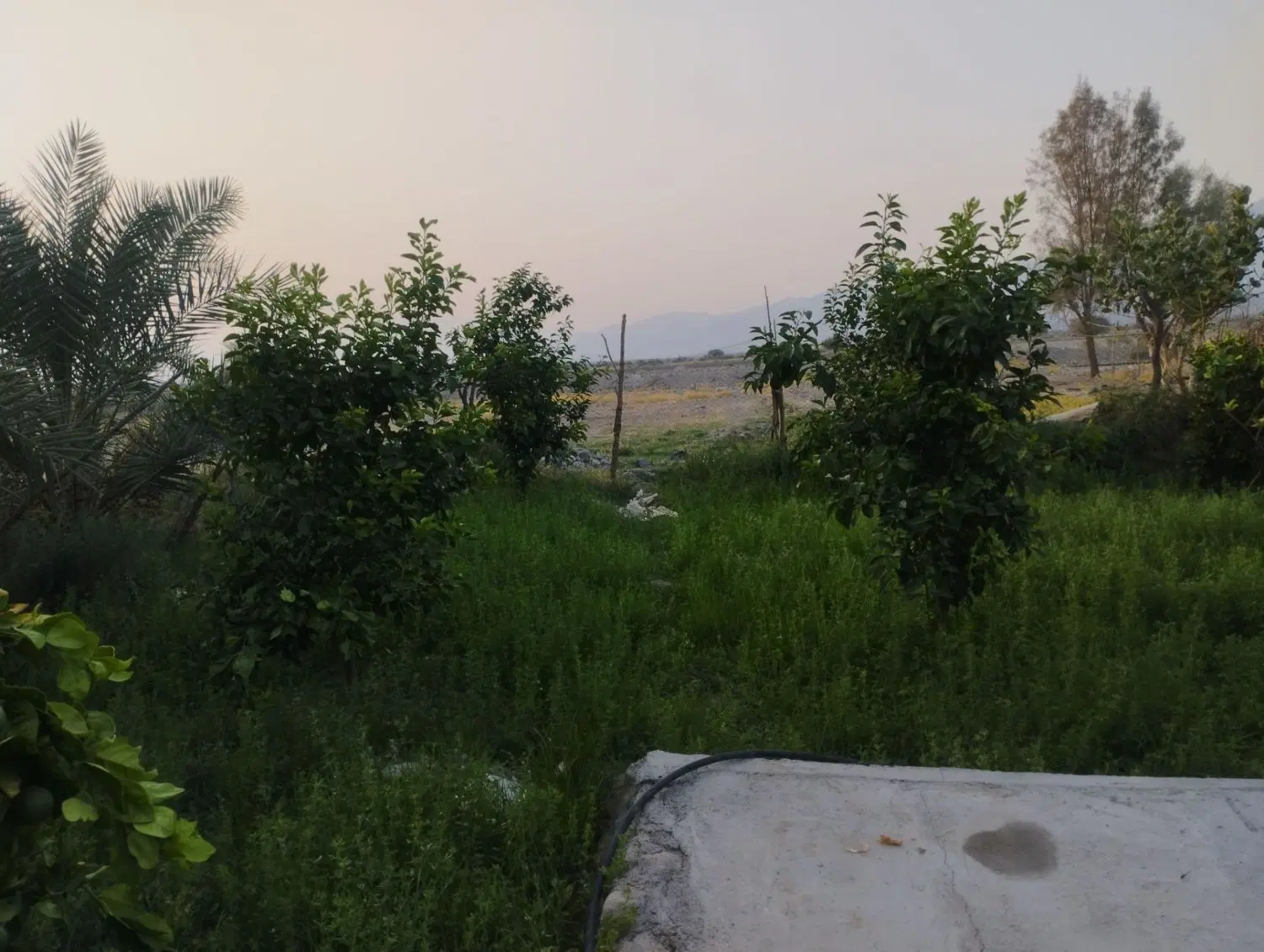 دامپروری