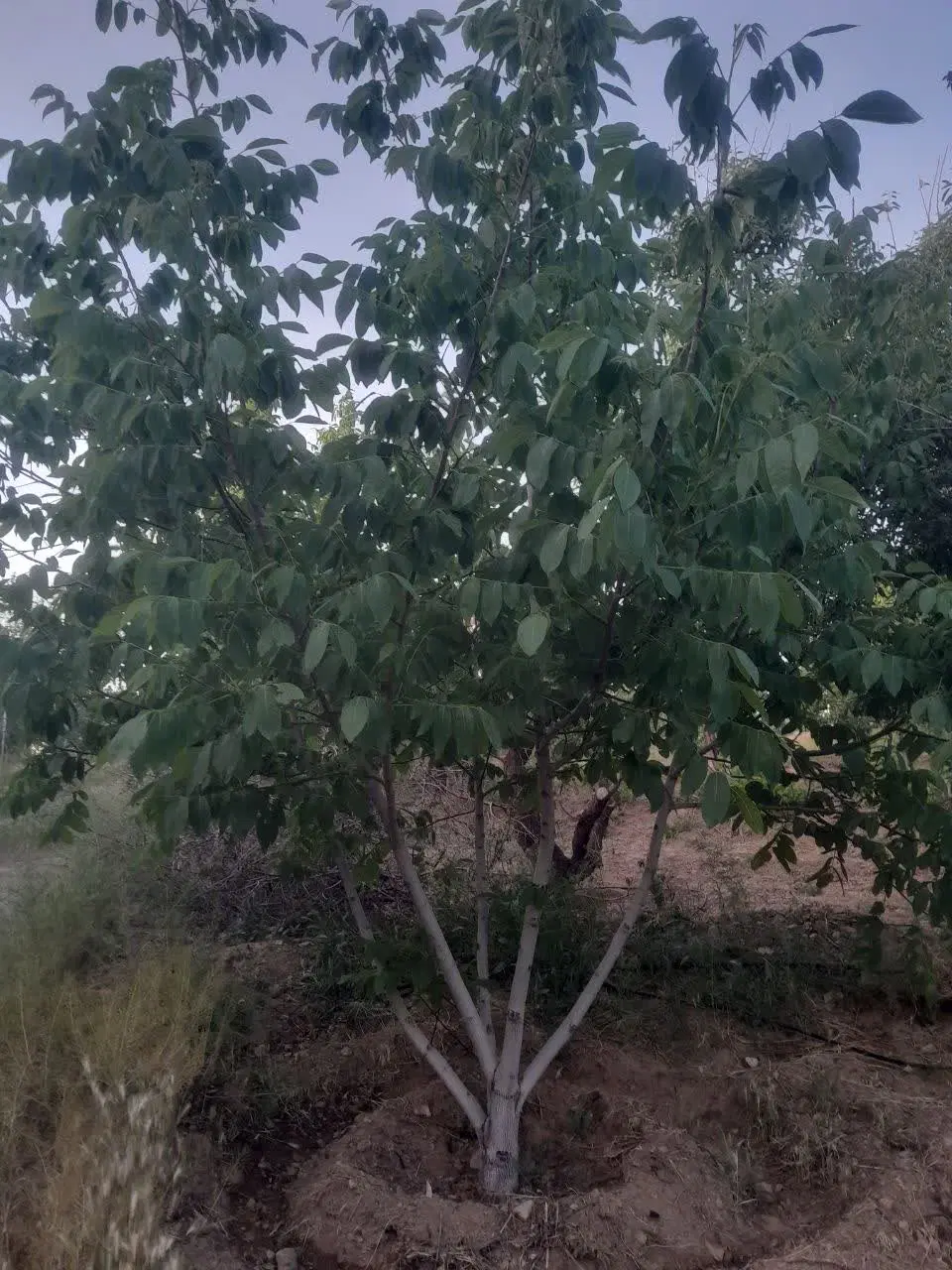 فروش زمین کشاورزی