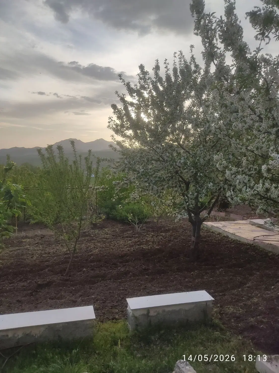فروش باغ . روستای زرشک . منطقه دریابک