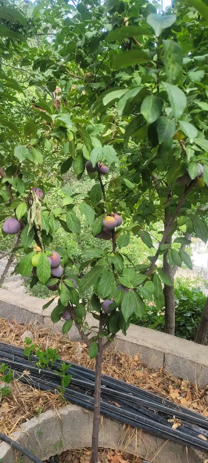 خونه باغ