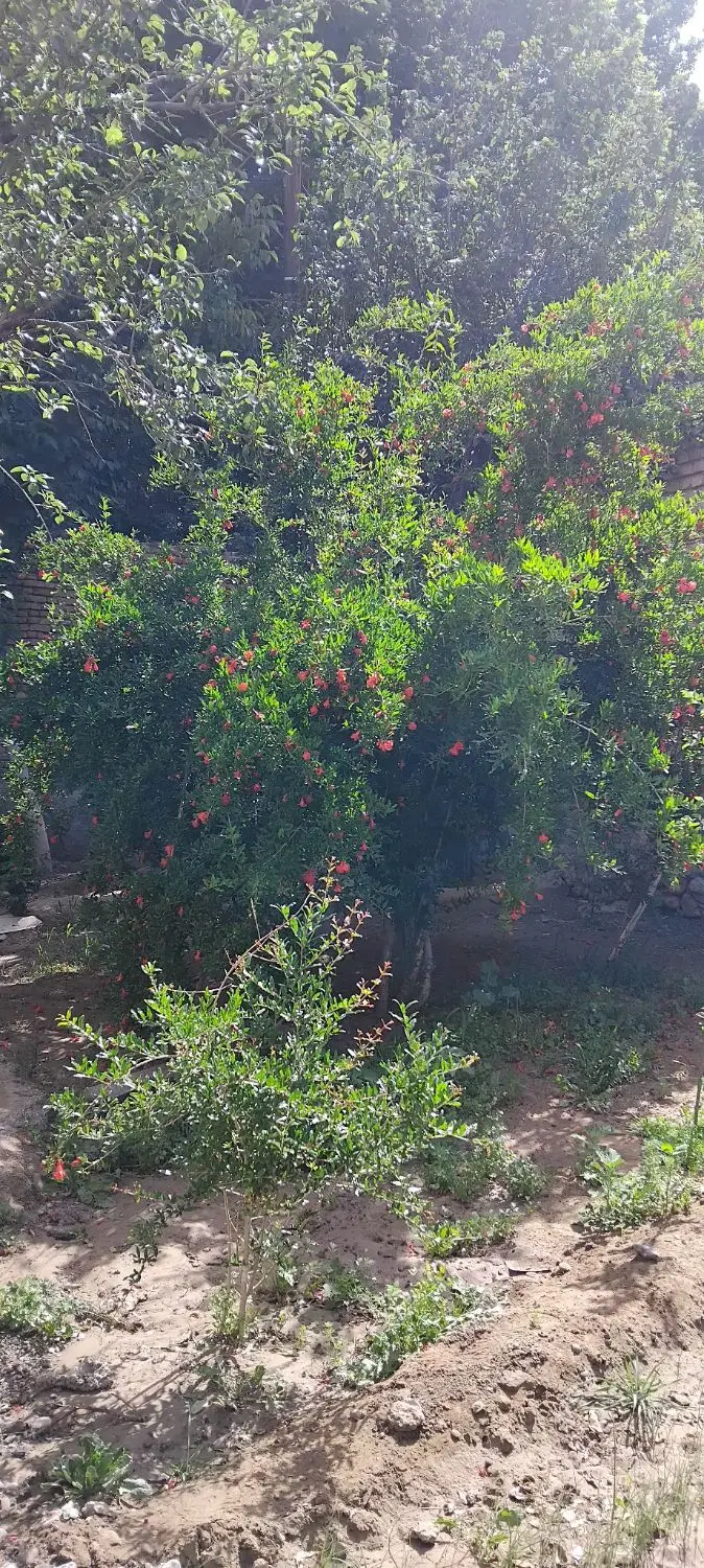 باغ چهار دیواری