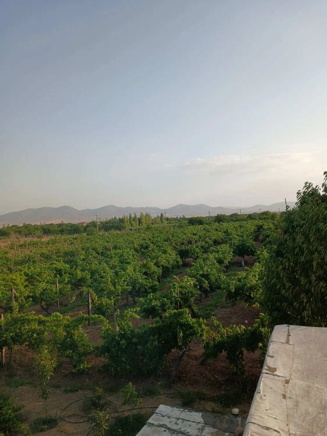 باغ انگور 1هکتار