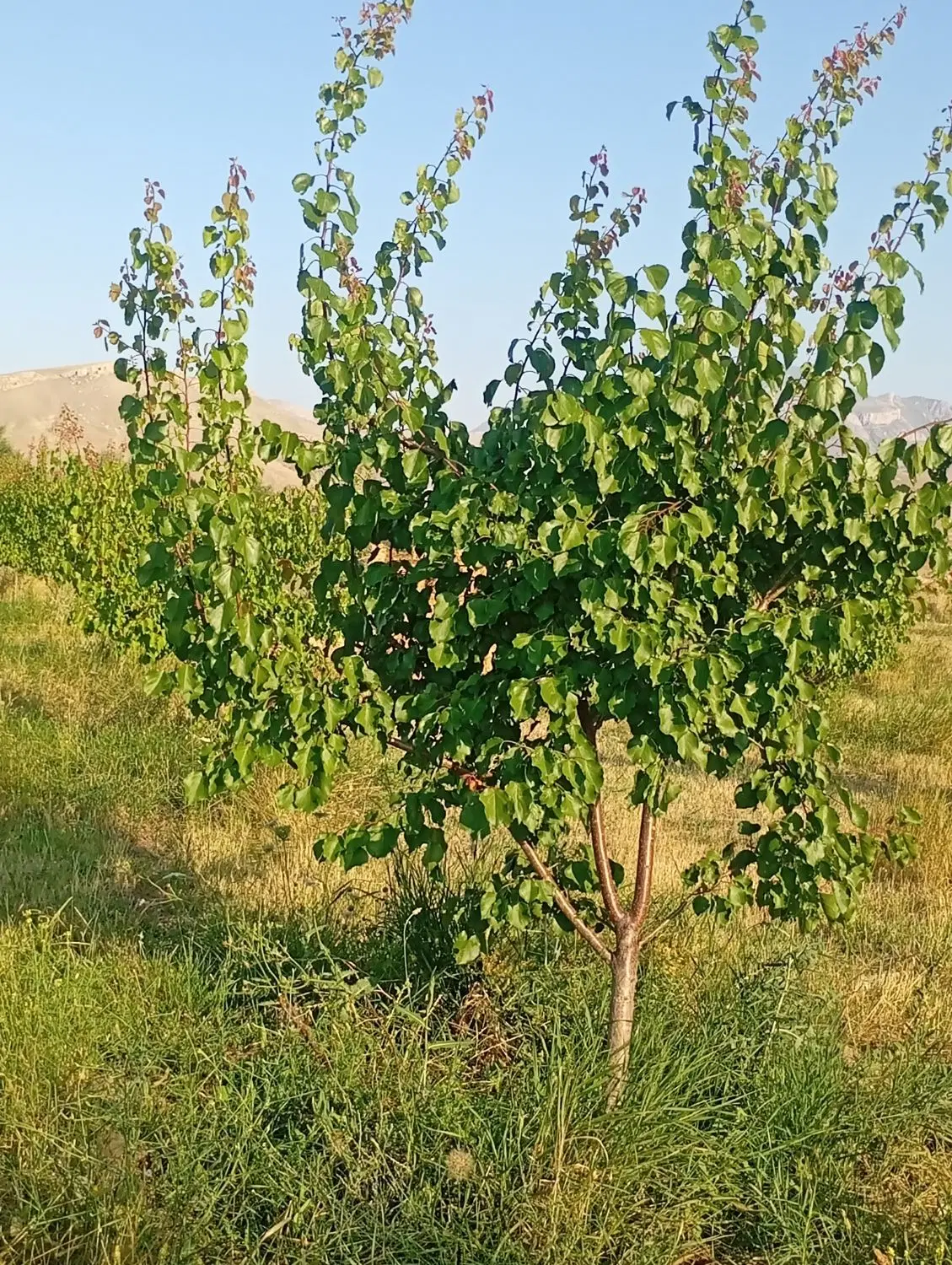 فروش باغ