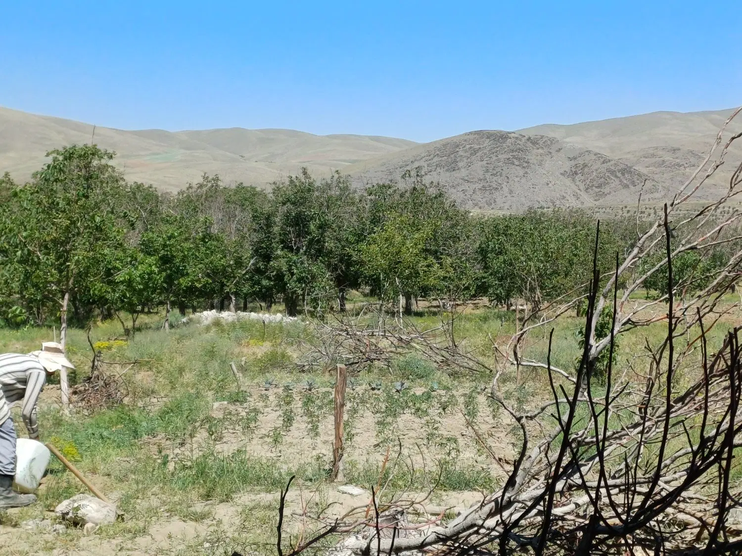 باغ ۵۰۰۰ متری واقع در روستای انجلاس نزدیک به سد