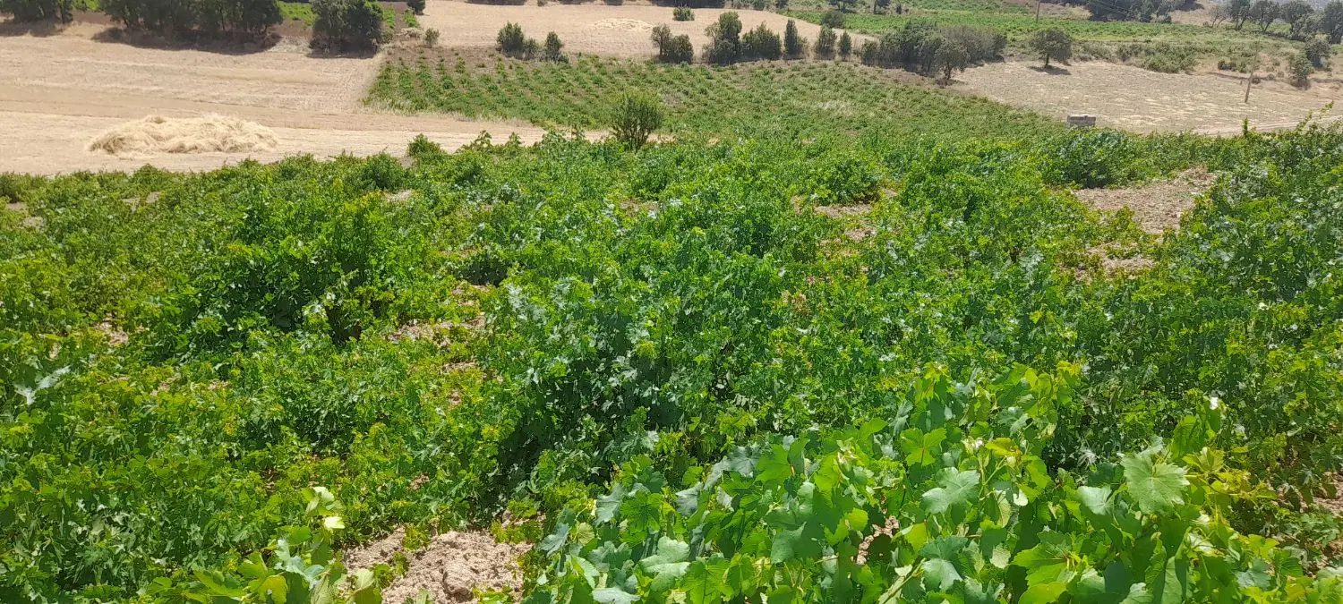فروش باغ انگور دیم  ۶ ساله