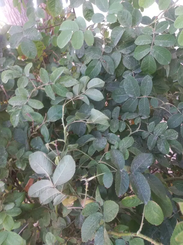 باغ. باغچه