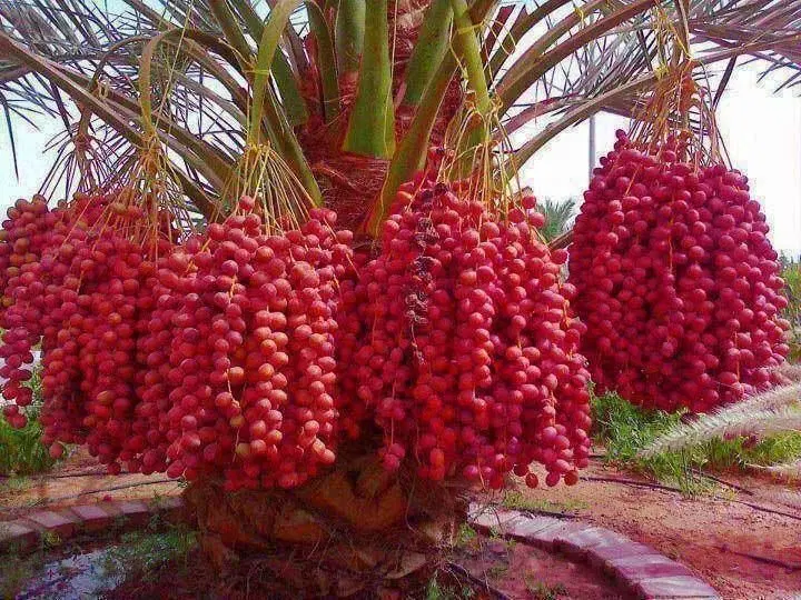 اجاره محصول خرما