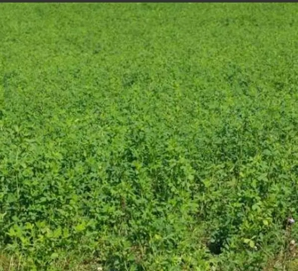 مزایده زمین کشاورزی واقع در روستای فرج آباد