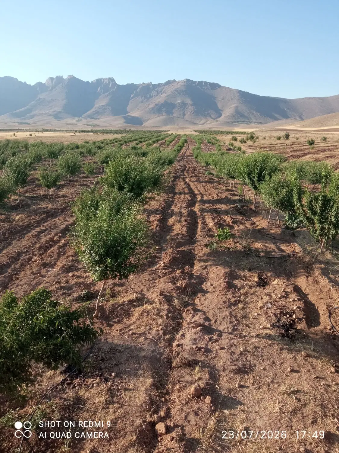 یک قطعه ۴هکتاری باغ بادام مامایی