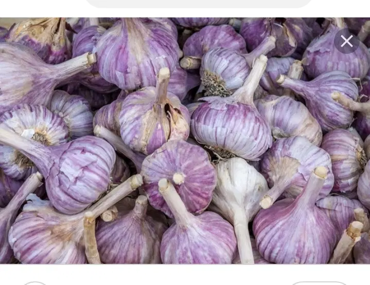 سیر