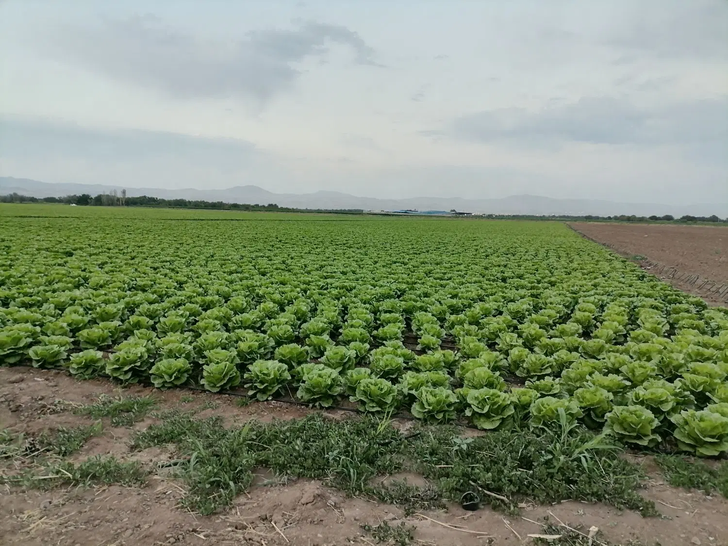 اجاره زمین کشاورزی حاصلخیز