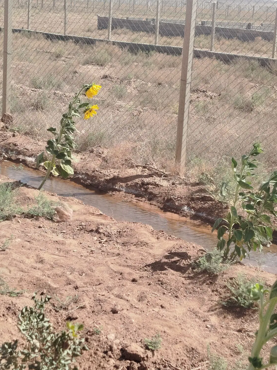 زمین باغی و کشاورزی
