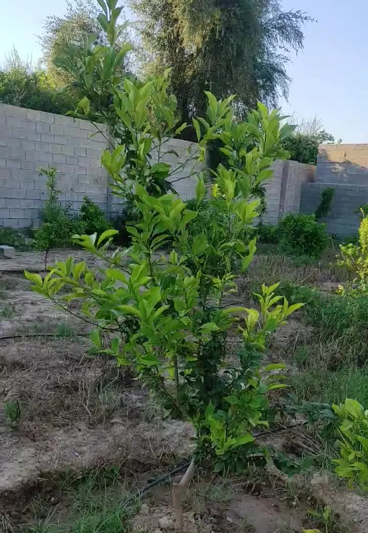 فروش باغ درفول