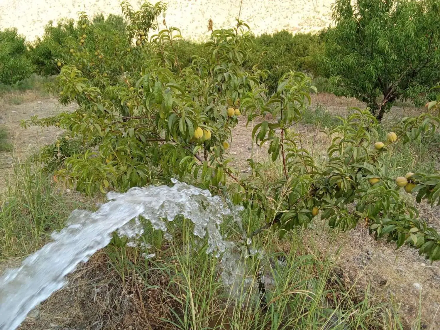 باغ میوه
