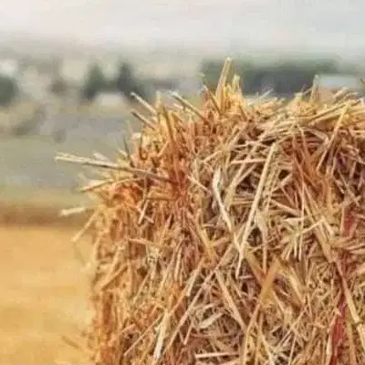 زمین اشنه