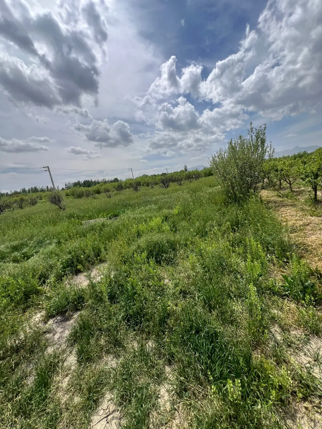 زمین ویلایی جاده سلماس عربلو دره ( املاک عمارت)