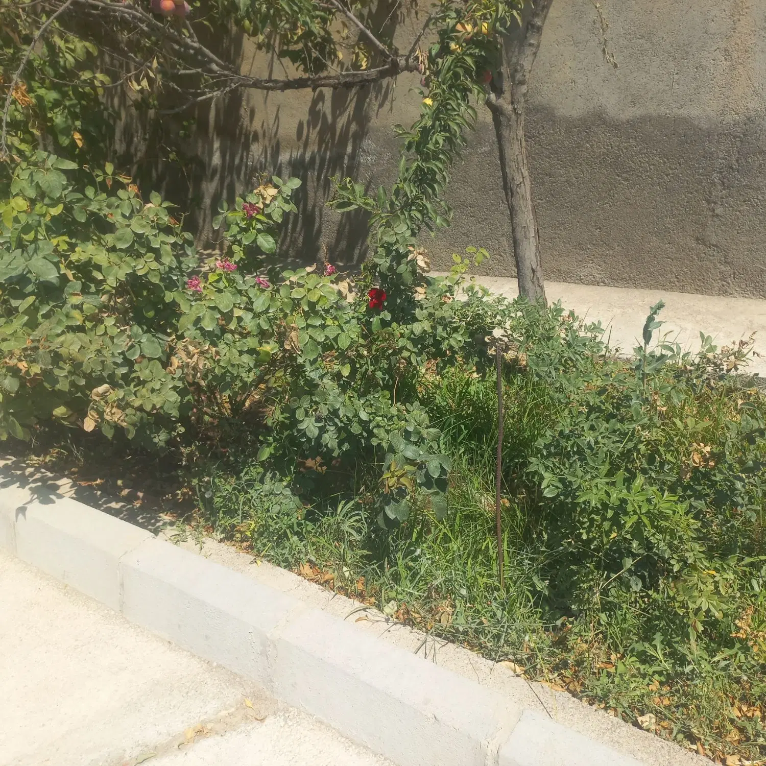باغ با امتیازات