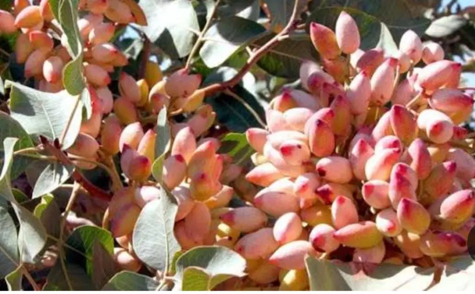 باغ پسته اکبری