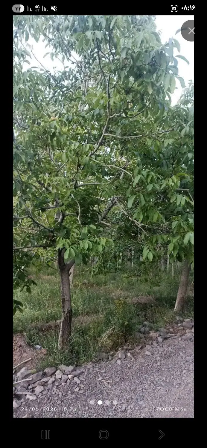باغ خیرآباد