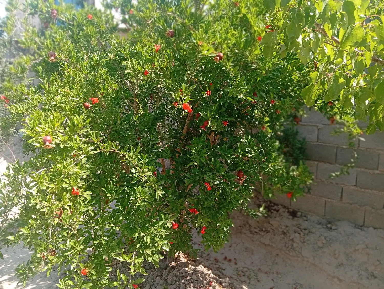 باغ باغچه روبرو باغ تالار فدک