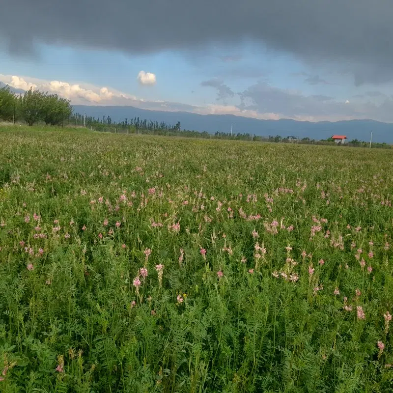 زمین کشاورزی مناسب برای باغ
