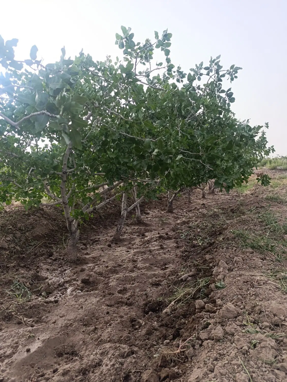 نیم هکتار باغ پسته ثمری با نیم حبه اب شیرین