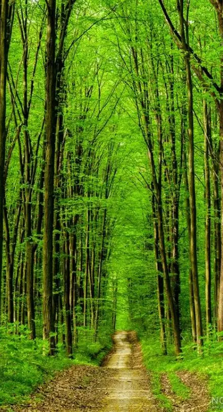 ۱۰۰۰متر باغ چهار دیوار سند تک برگ عرصه وعیان
