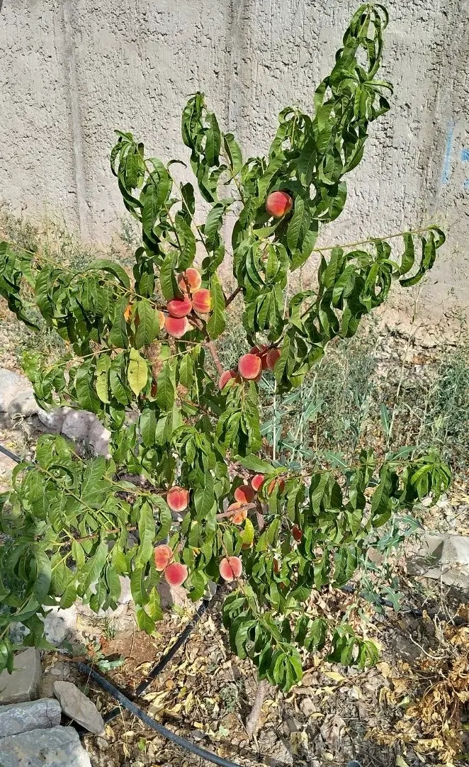 20قصب زمین مسکونی در عرب آباد
