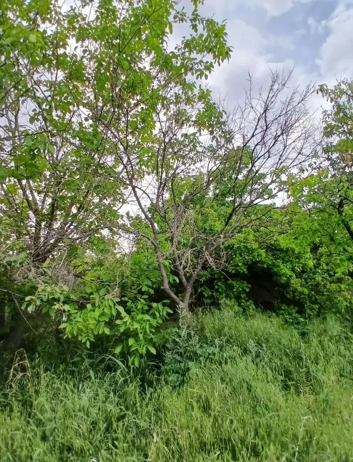 زمین کشاورزی منطقه شرا