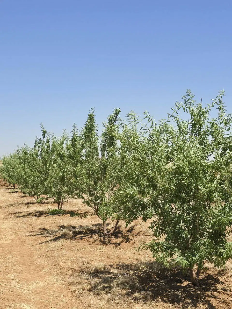 فروش زمین در زمرد هفت برم