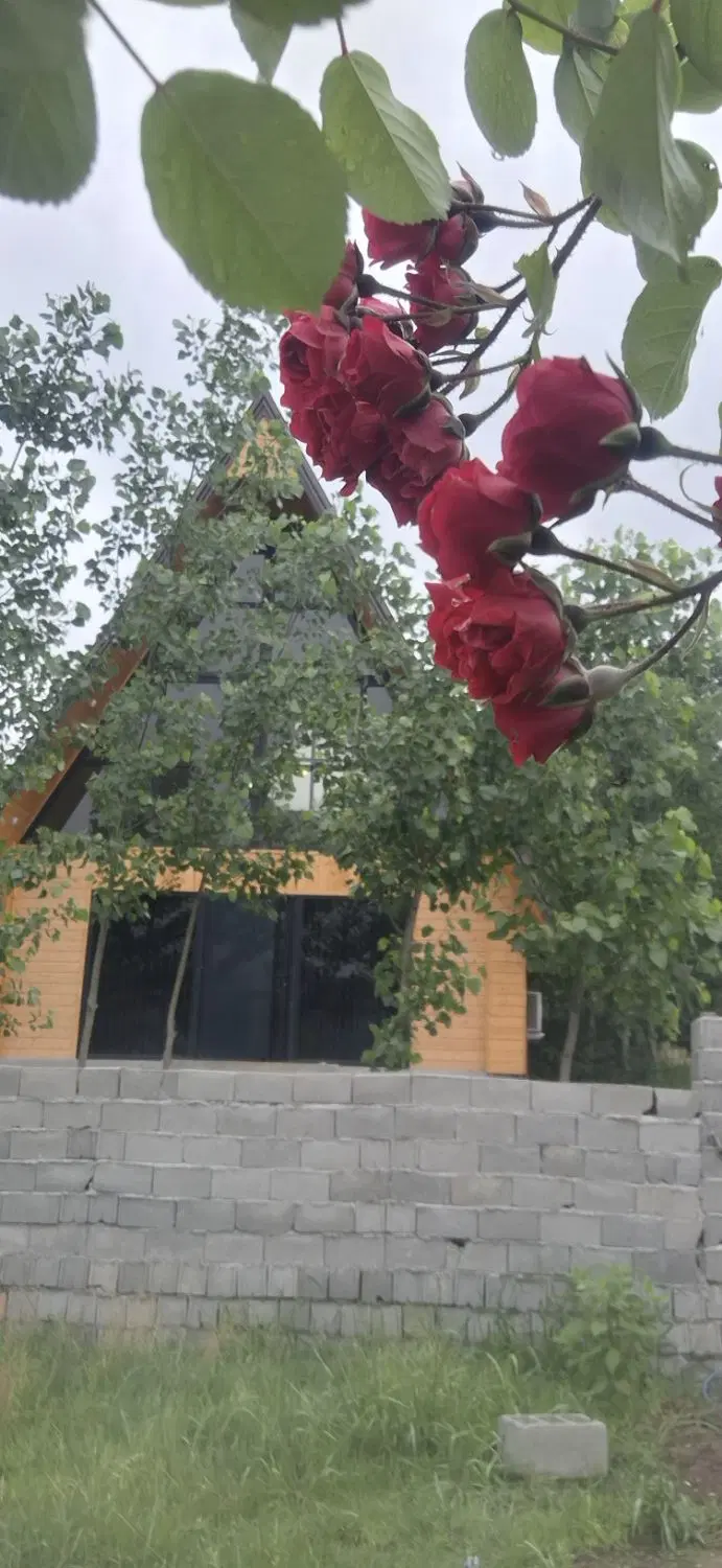 کلبه سوئیسی جنگلی