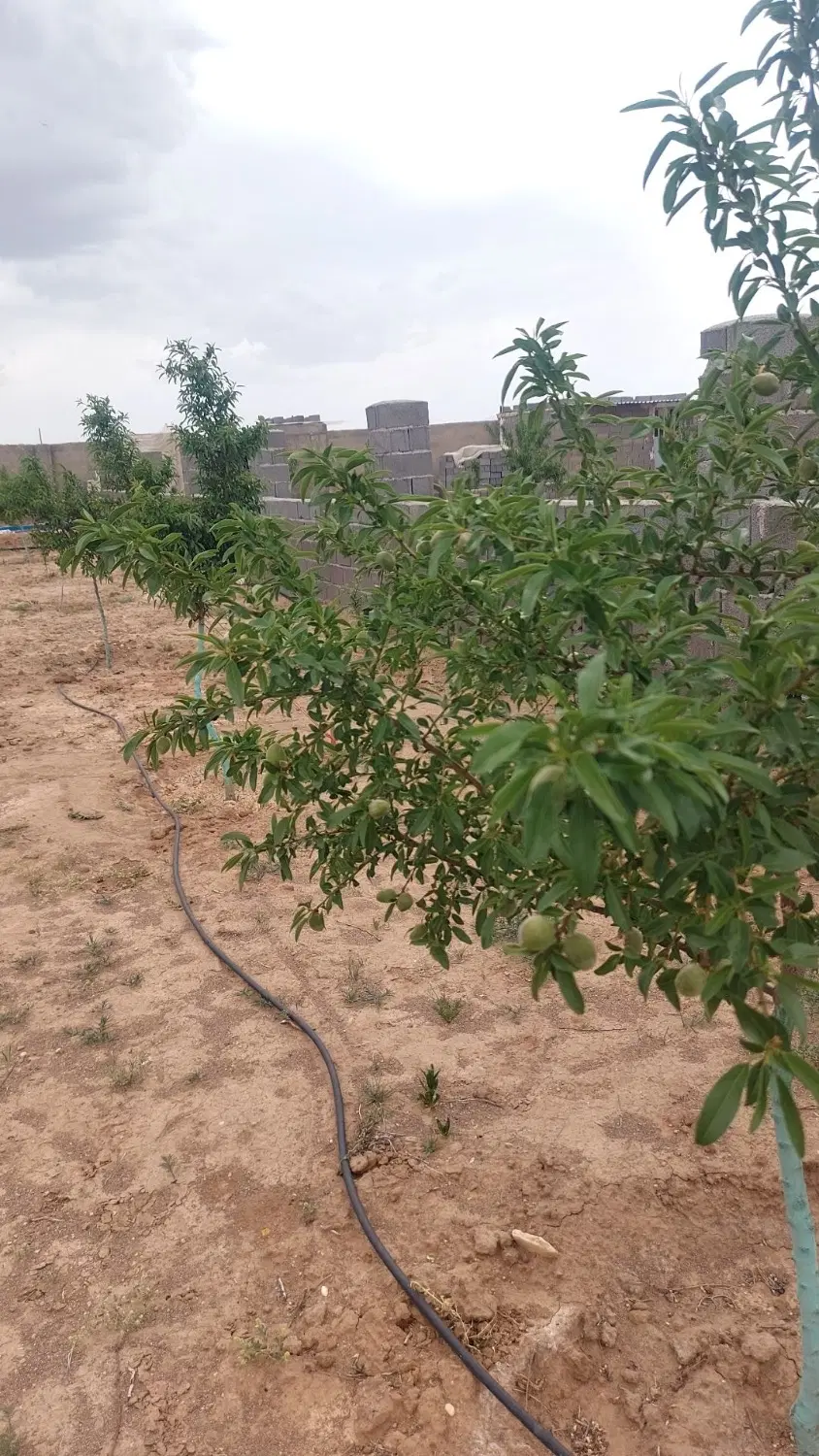 باغچه بنادار هزارمتری سندتک برگ